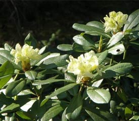 R. 'aureum'